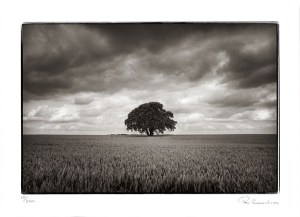 Tree in cornfield