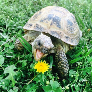 Dumbledore the Tortoise loves Dandelions